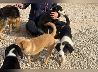 Luzy - Lieblingshunde suchen ihren Menschen