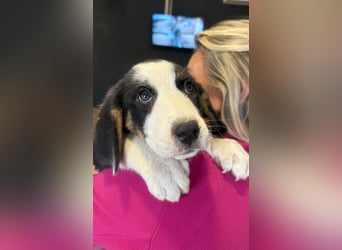 Luzy - Lieblingshunde suchen ihren Menschen