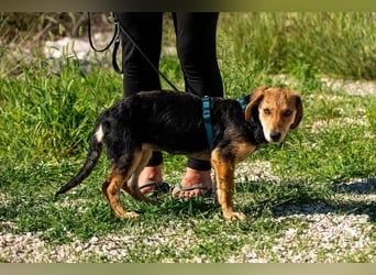 Senta möchte eure Familienhündin werden