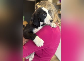 Lupo - Lieblingshunde suchen ihren Menschen