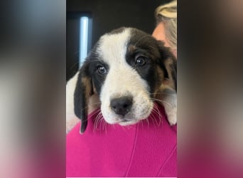 Luzy - Lieblingshunde suchen ihren Menschen