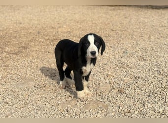 Lupo - Lieblingshunde suchen ihren Menschen