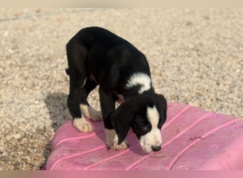 Lupo - Lieblingshunde suchen ihren Menschen