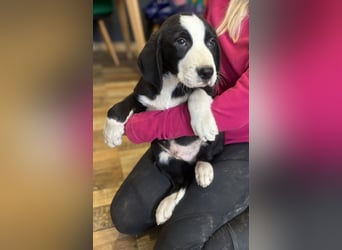 Lupo - Lieblingshunde suchen ihren Menschen