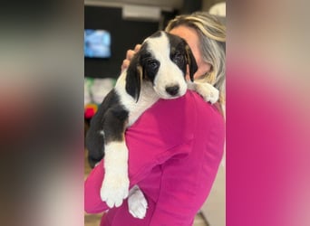 Luzy - Lieblingshunde suchen ihren Menschen