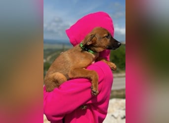 Joschi – ein Freund fürs Leben