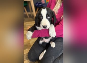 Lupo - Lieblingshunde suchen ihren Menschen