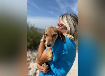 Senta möchte eure Familienhündin werden