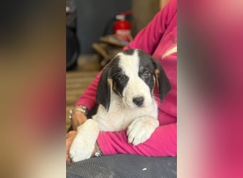 Luzy - Lieblingshunde suchen ihren Menschen