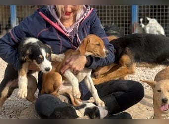 Layka - Lieblingshunde suchen ihren Menschen