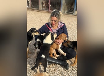 Layka - Lieblingshunde suchen ihren Menschen