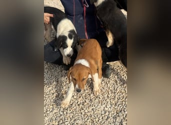 Layka - Lieblingshunde suchen ihren Menschen