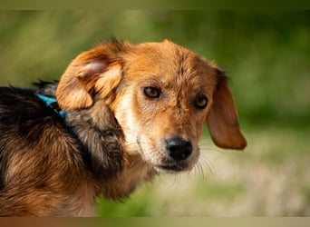 Aimi möchte Teil eurer Familie werden