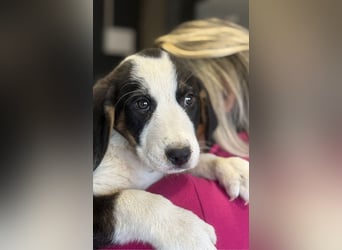 Luzy - Lieblingshunde suchen ihren Menschen