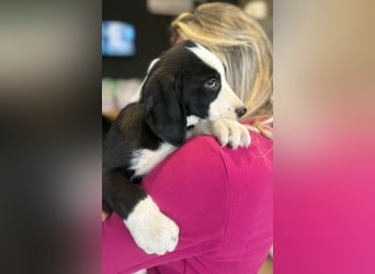 Lupo - Lieblingshunde suchen ihren Menschen