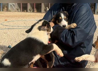 Luzy - Lieblingshunde suchen ihren Menschen