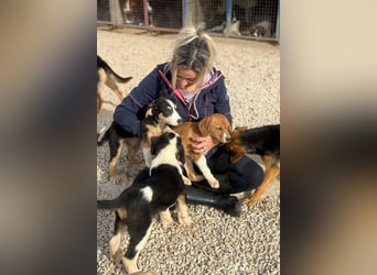 Layka - Lieblingshunde suchen ihren Menschen