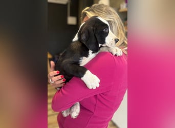 Lupo - Lieblingshunde suchen ihren Menschen