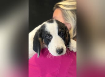 Luzy - Lieblingshunde suchen ihren Menschen