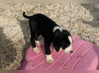 Lupo - Lieblingshunde suchen ihren Menschen