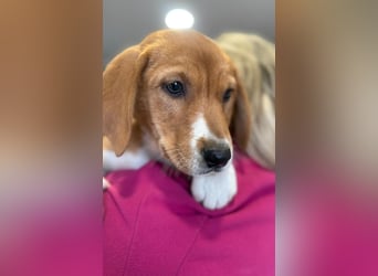 Layka - Lieblingshunde suchen ihren Menschen