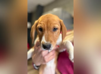 Layka - Lieblingshunde suchen ihren Menschen