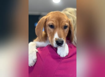 Layka - Lieblingshunde suchen ihren Menschen