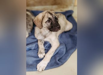 HERMINE - zuckersüßes Welpenmädchen sucht ihr Für-Immer-Zuhause