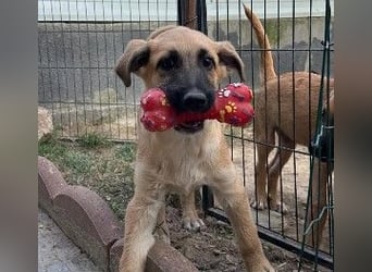 GREG - verschmuster, lieber Junghund sucht seine Herzensmenschen