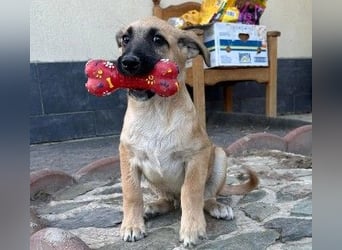 GREG - verschmuster, lieber Junghund sucht seine Herzensmenschen