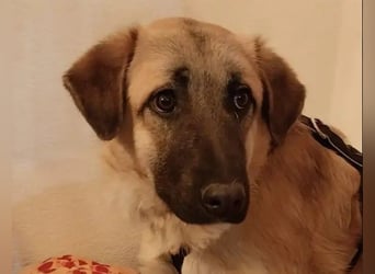 GREG - verschmuster, lieber Junghund sucht seine Herzensmenschen