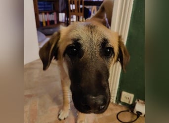 GREG - verschmuster, lieber Junghund sucht seine Herzensmenschen