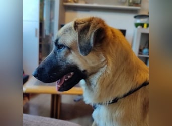 GREG - verschmuster, lieber Junghund sucht seine Herzensmenschen