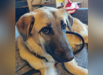 GREG - verschmuster, lieber Junghund sucht seine Herzensmenschen