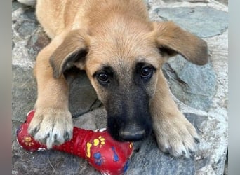 GREG - verschmuster, lieber Junghund sucht seine Herzensmenschen