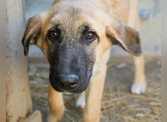 GREG - verschmuster, lieber Junghund sucht seine Herzensmenschen