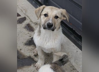 ELARA - zauberhaftes Welpenmädchen sucht liebevolles Zuhause
