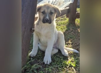 ELARA - zauberhaftes Welpenmädchen sucht liebevolles Zuhause