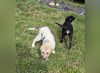 ELARA - zauberhaftes Welpenmädchen sucht liebevolles Zuhause