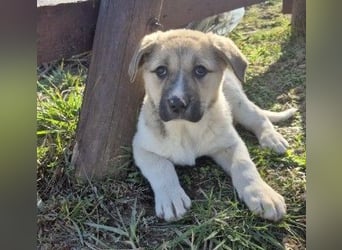 ELARA - zauberhaftes Welpenmädchen sucht liebevolles Zuhause