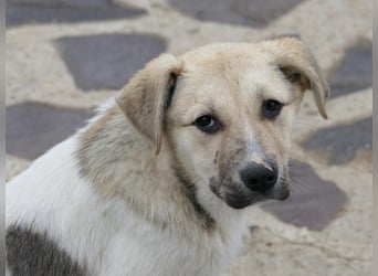 ELARA - zauberhaftes Welpenmädchen sucht liebevolles Zuhause
