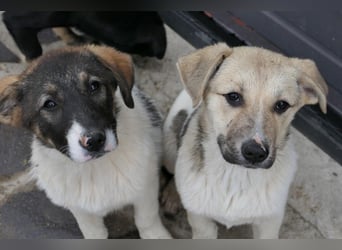 ELARA - zauberhaftes Welpenmädchen sucht liebevolles Zuhause