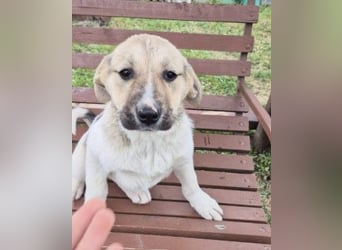 ELARA - zauberhaftes Welpenmädchen sucht liebevolles Zuhause