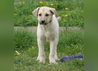 ELARA - zauberhaftes Welpenmädchen sucht liebevolles Zuhause