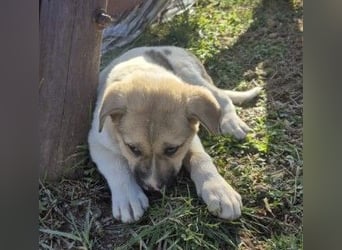 ELARA - zauberhaftes Welpenmädchen sucht liebevolles Zuhause