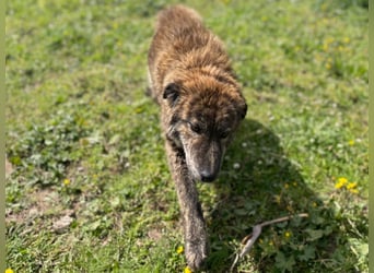 Sonia - Sanfte Herzensbrecherin sucht Geborgenheit