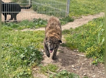 Sonia - Sanfte Herzensbrecherin sucht Geborgenheit