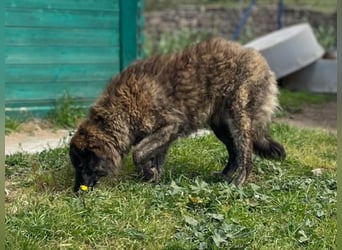 Sonia - Sanfte Herzensbrecherin sucht Geborgenheit