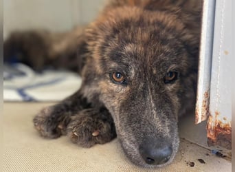 Sonia - Sanfte Herzensbrecherin sucht Geborgenheit