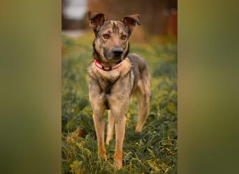 Hübscher Mickey braucht liebe